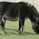 Image for article titled Ten Strange Animal Hybrids